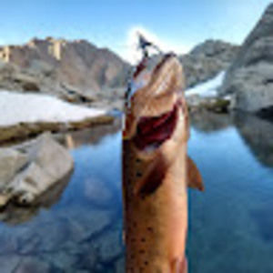 Meet your Posher, Alex